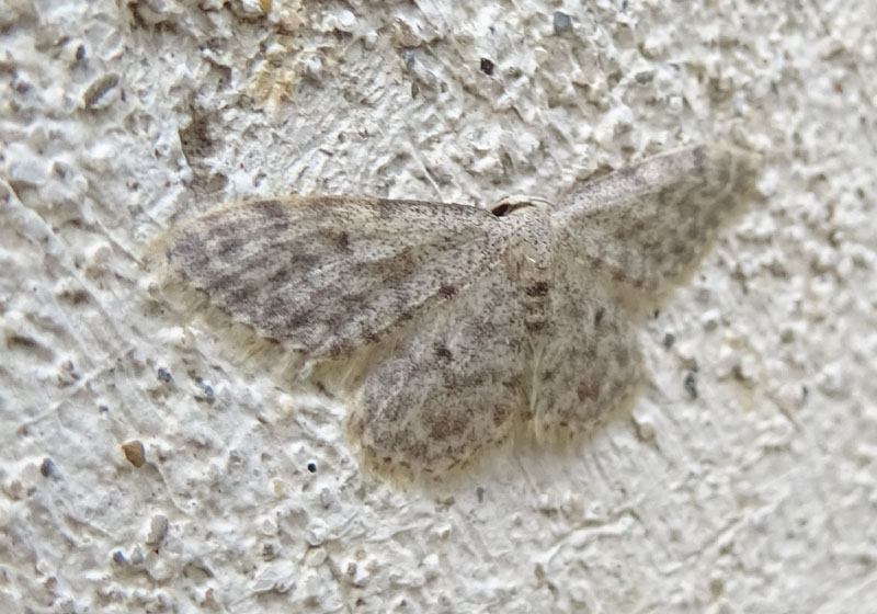 Cfr. Idea typicata - Geometridae